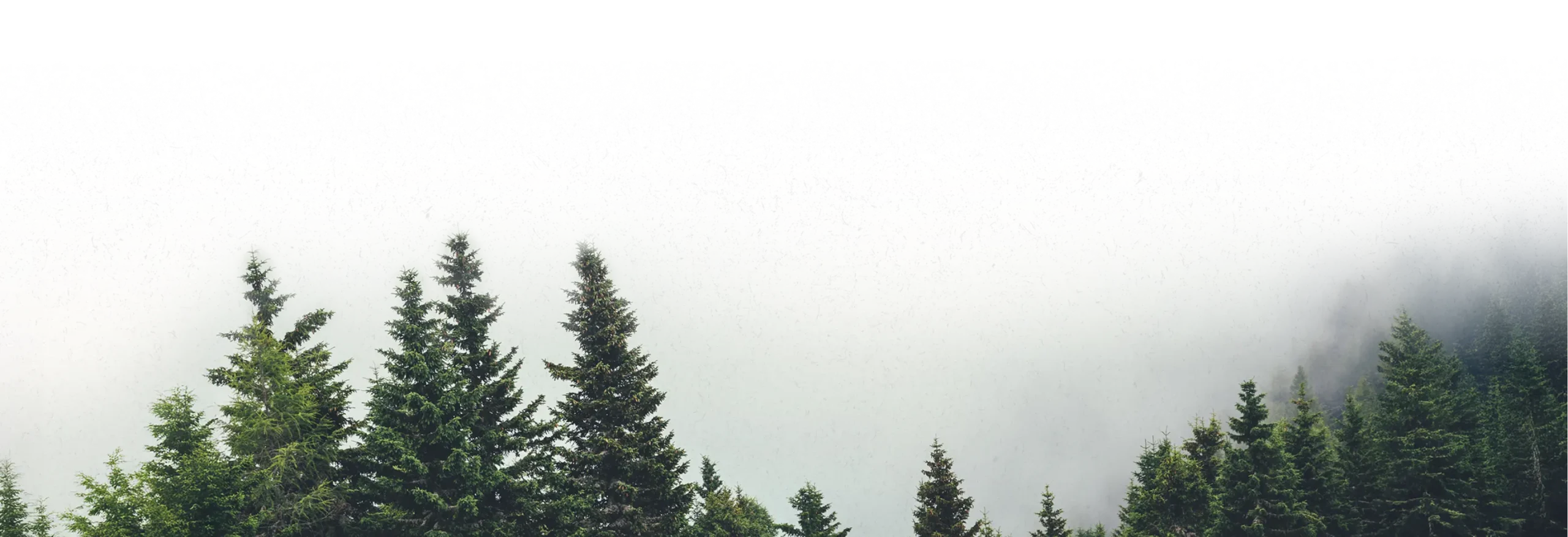Evergreen trees